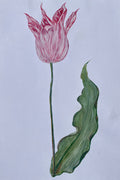 Vintage Tulip