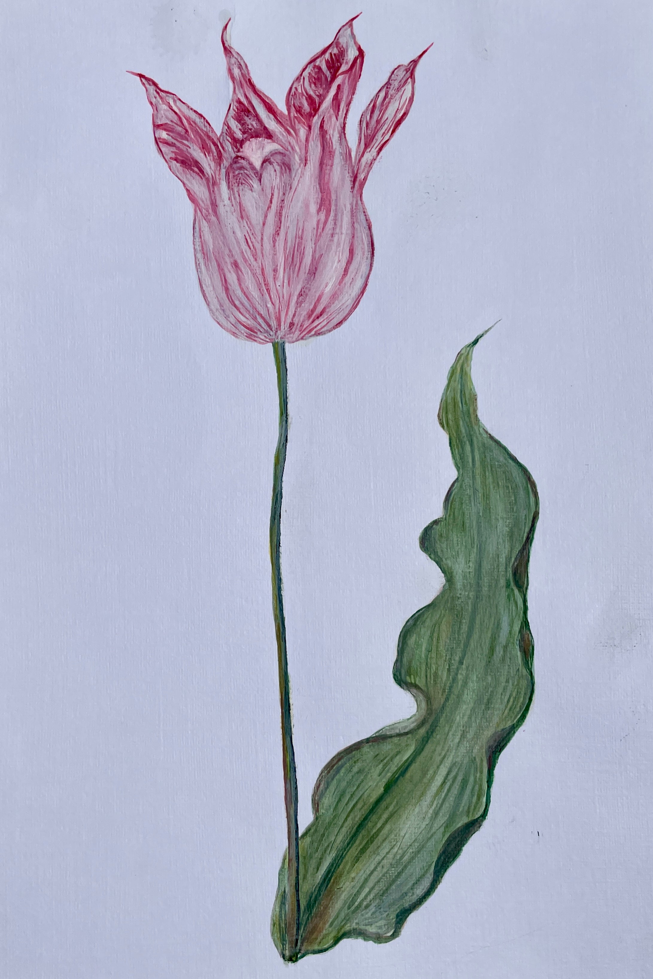 Vintage Tulip