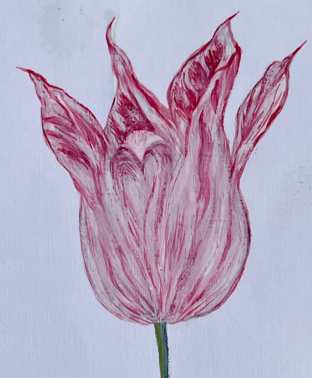 Vintage Tulip