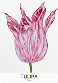Vintage Tulip - Premium Poster Print